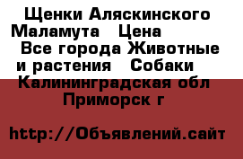 Щенки Аляскинского Маламута › Цена ­ 10 000 - Все города Животные и растения » Собаки   . Калининградская обл.,Приморск г.